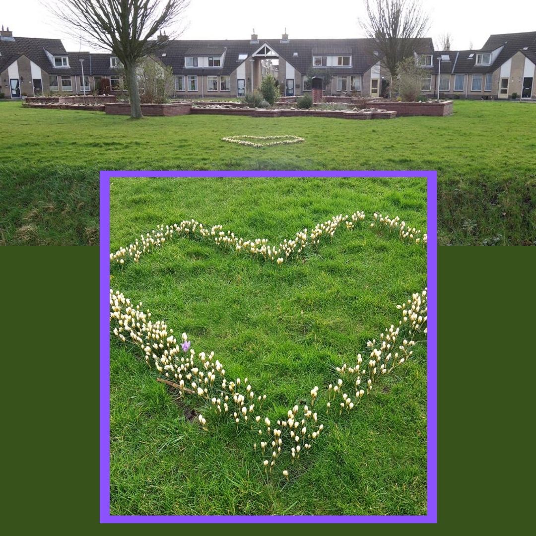 krokushart ommedracht