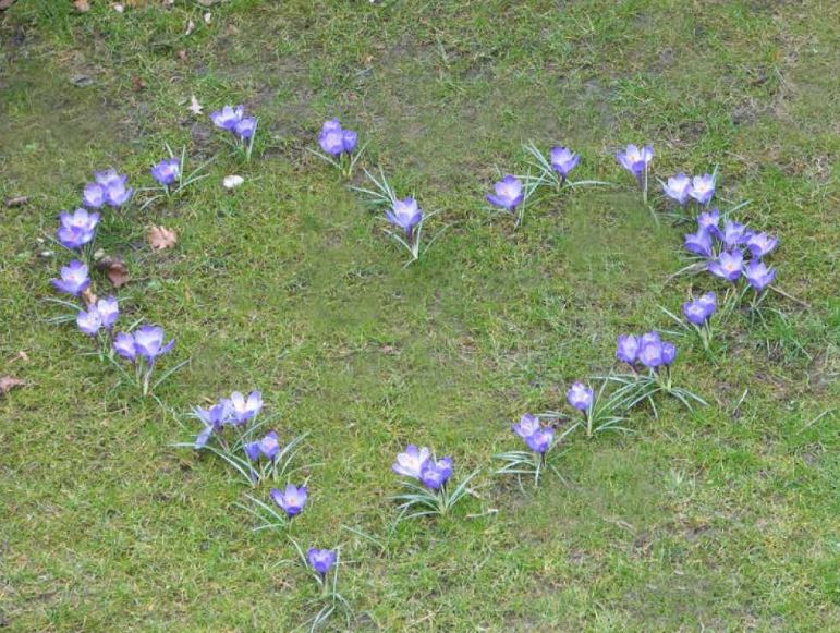 krokushartje, foto klimaantneutraal ijsselstein