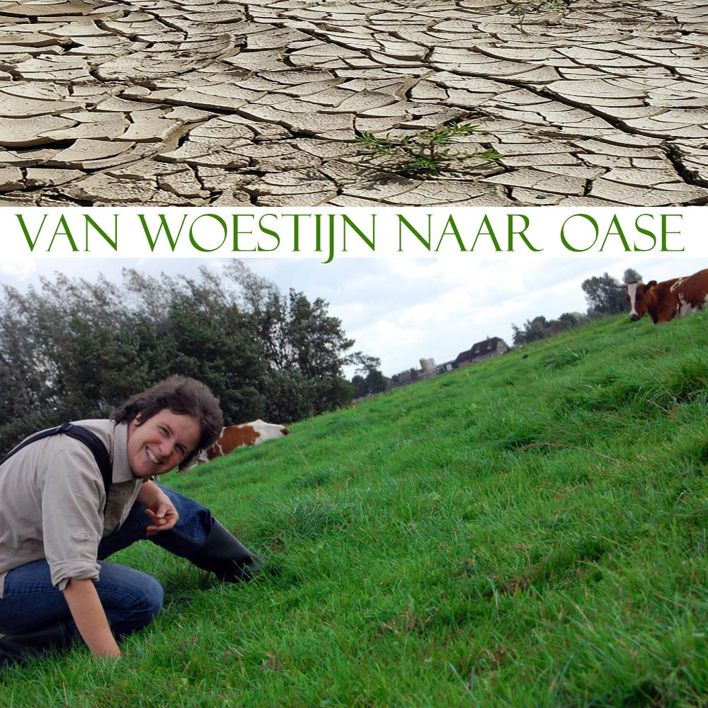 woestijn oase vierkant