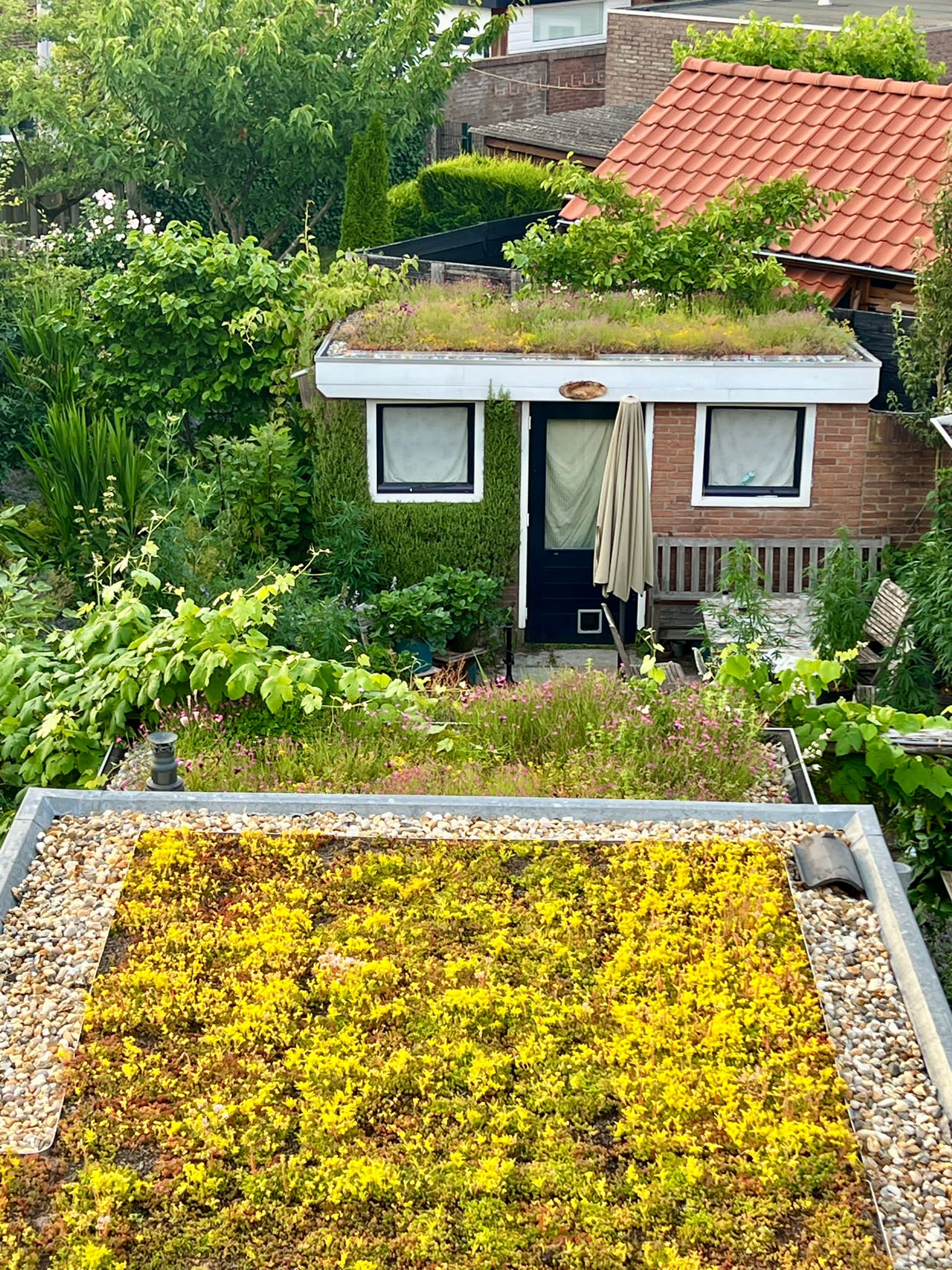 sedum dak schuur tuin